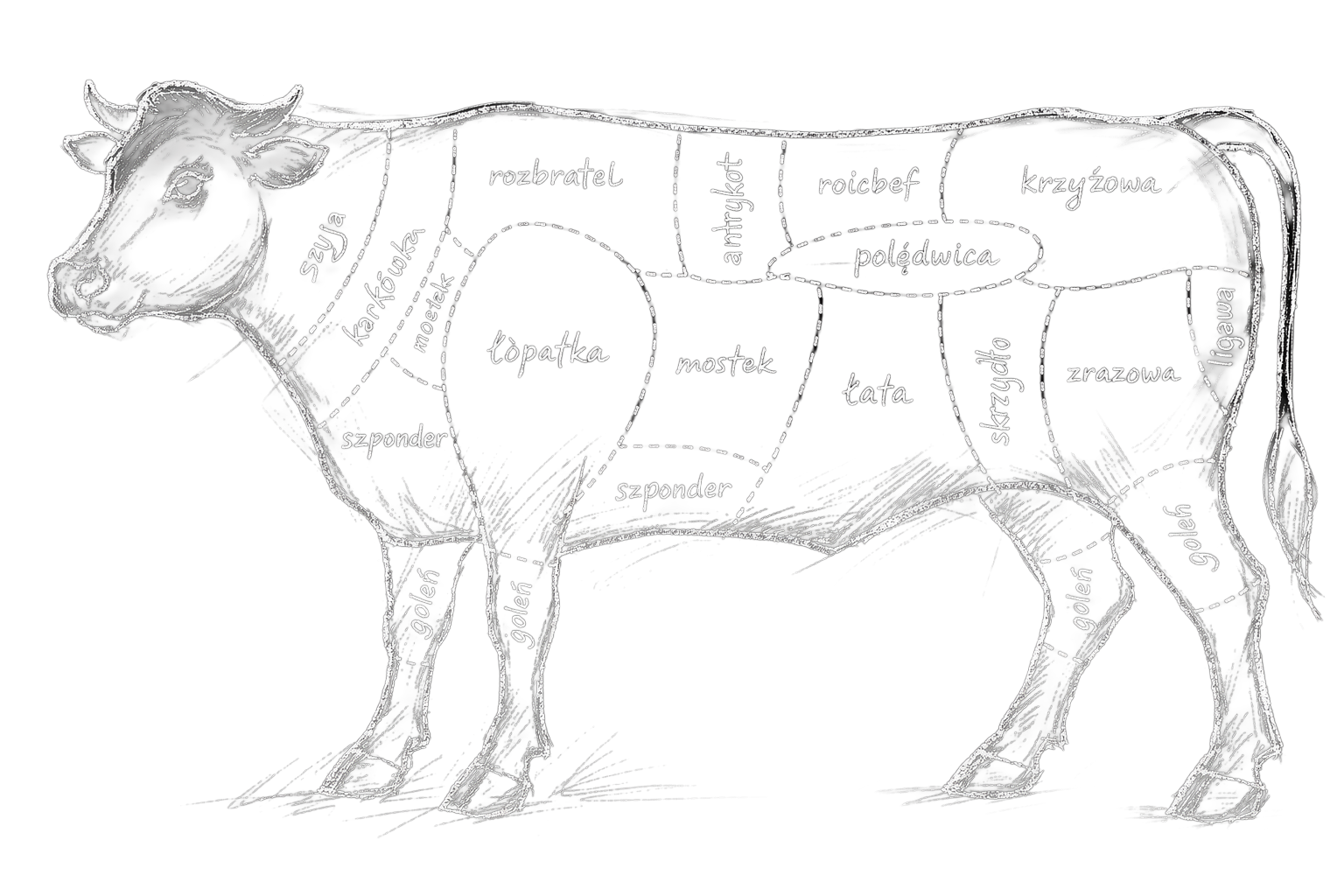 Diagram mięsa wołowego